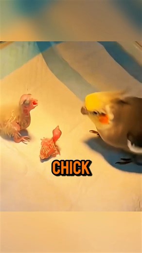 A Rejected Baby Parrot Finds Love and Care ❤. #shorts