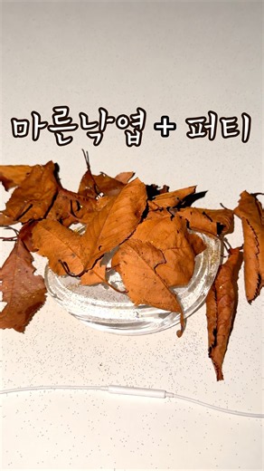 빠삭한 낙엽+ 쫜득한 퍼티 = ?