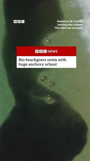 Beachgoers in Rio de Janeiro swim with huge anchovy school. #Rio #Brazil #BBCNews