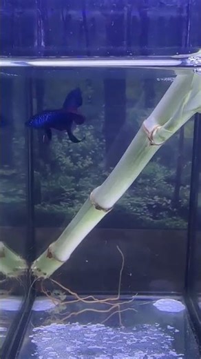 Blue Smaragdina #bettafish #aquarium #fishcare