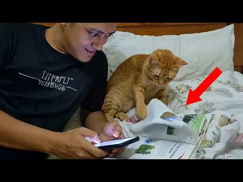 Never Underestimate The Intelligence Of A Cat! 🤣 Funny Cat Videos 2026