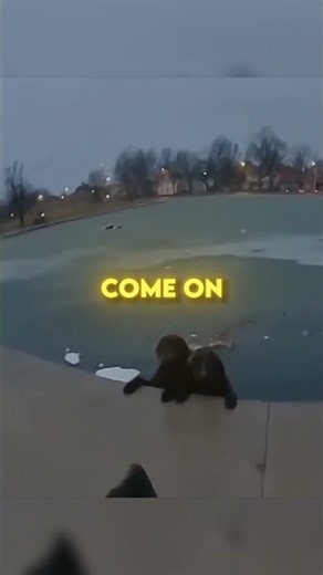 Officer Rescues Two Dogs From a Frozen Pond ❤️ (@fortwaynepolicedepartment1113) #shorts
