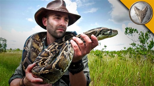 The Burmese python in the Everglades?! #python #snakes #everglades #coyotepeterson | Coyote Peterson