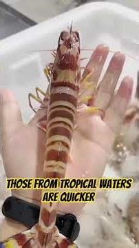 A guide to the different kind of shrimp #viralshorts #shrimps
