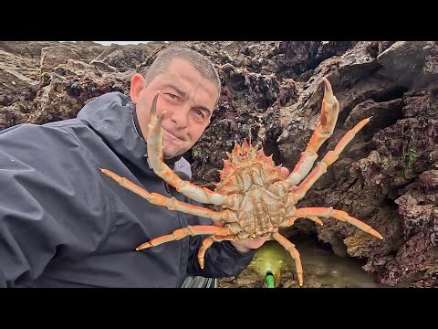 Wild Tide Pool Foraging - Lobster, Crab & Rare Sea Creatures | The Fish Locker