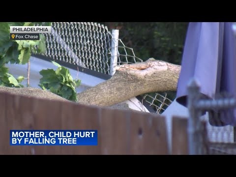 Child, woman hurt after tree falls in Philadelphia