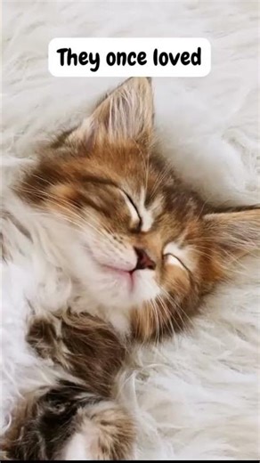 5 Signs Your Cat Is Dying #shorts #catbehavior #catcare #cat
