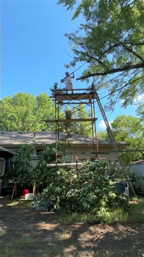 Scaffolding Collapses During Tree Trimming Causing Man To Fall