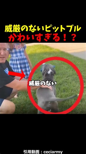 威厳のないピットブルが可愛すぎる!?#泣ける話#感動#感動する動画