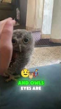 Why Owls Are Nature’s Perfect Hunters 🦉#viral #animalfacts #fyp #yoitubeshorts #nature