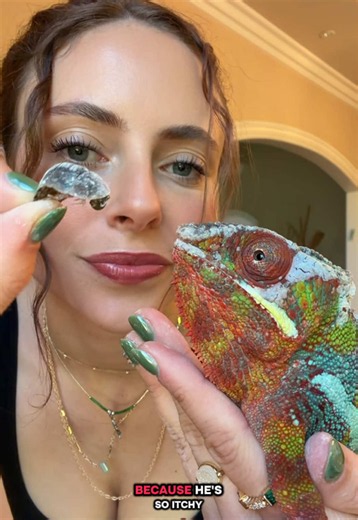 Panther Chameleon Shedding: Signs, Care, and What to Expect