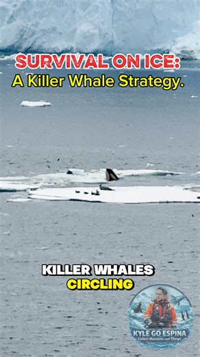 Life and Death on Antarctic Ice. Killer whales, also known as orcas, are among the most intelligent predators in the ocean. They don’t rely on speed alone they rely on strategy, communication, and teamwork. When hunting seals that rest on floating ice, orcas understand that a direct attack won’t work. As long as the seal stays on the ice, it remains relatively safe. This is why orcas first observe and confirm their target, often surfacing near the ice to visually check if the seal is present. On