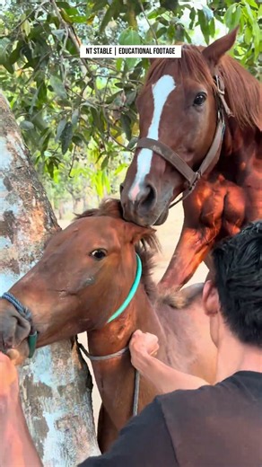 Eps 201 | Natural Horse Breeding Process | NT Stable Documentary #horse #nature #animals #pets #fyp