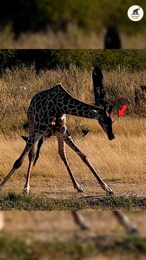 The Deadly Secret Behind a Giraffe's Long Neck 😨