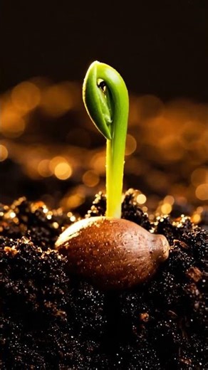 Seed Instantly Sprouts