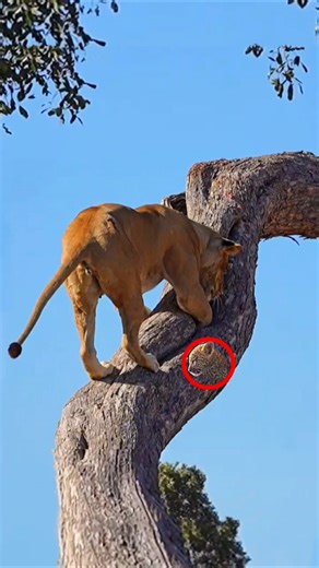 There is nowhere to hide... the lioness besiege the mother leopard and her cub.