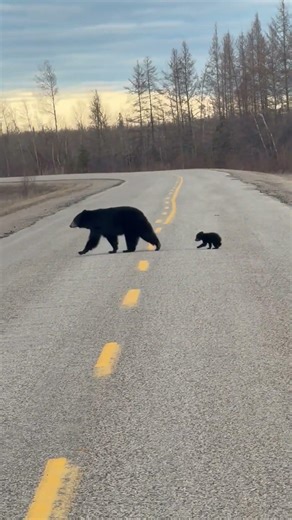 Driver Encounters Momma Bear and Adorable Cubs || ViralHog
