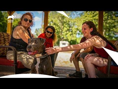 Second Chances Change Everything For These Dogs | Pit Bulls & Parolees S10 Ep8, 9 | Animal Planet