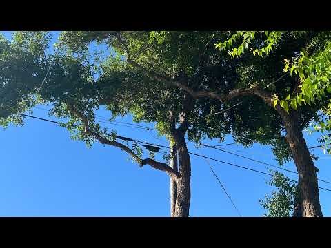 Playing splitgate in Gentoo linux