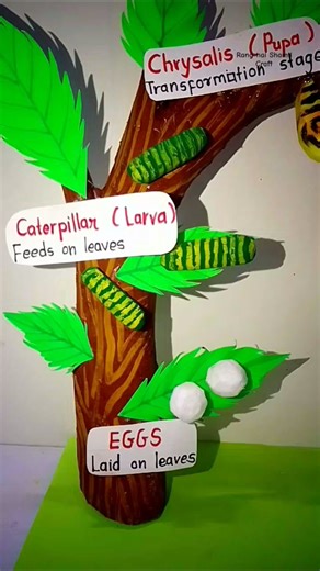 🦋 Butterfly Life Cycle Model for School Project | Easy 3D Science Exhibition Winner Idea