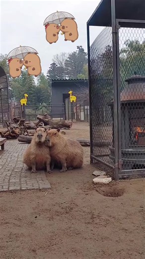 Capybara Adventures: Embracing Joy and Peace