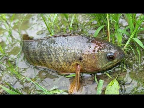 You Won’t Believe These Rainy-Day Climbing Perch Fishing Tricks That Actually Work