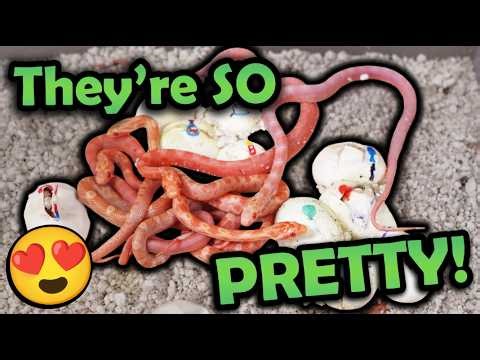 Scaleless Corn Snakes Hatching!!