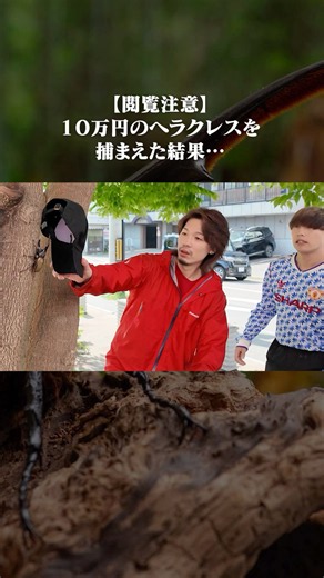 激レア10万円のヘラクレスオオカブトを捕まえました #shorts