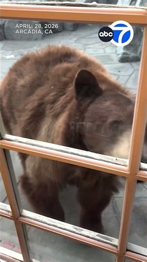 Mama bear, cub explore SoCal backyard
