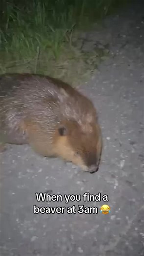 Beaver Encounter at 3 AM