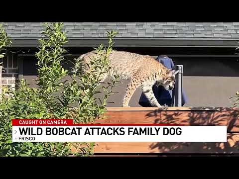 CAUGHT ON CAMERA: Bobcat snatches small dog in backyard attack