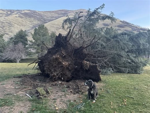PHOTOS: Springville golf course closes after heavy winds pull trees out of ground
