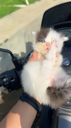 Adop kittens are taken care of until they are adults #catvideos #kitten #cat #kucinglucu #funny