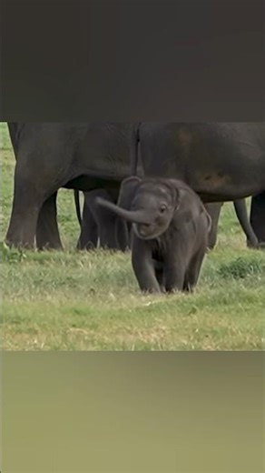 When Your Trunk Has a Mind of Its Own 🐘😂 This Baby Elephant Can't Control Its Trunk Yet! #shorts