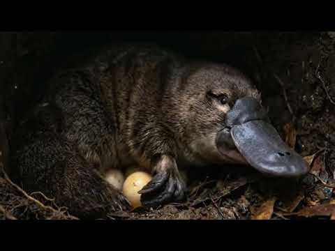 A Platypus Mother’s Secret World, Until a Snake Appears #Platypus #Wildlife #NatureDocumentary
