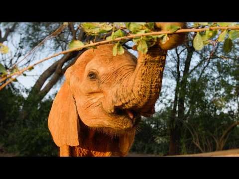 Introducing Bungalu, An Orphaned Elephant Who Survived an Odyssey | Sheldrick Wildlife Trust