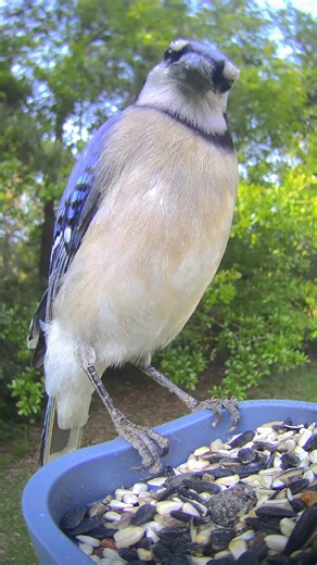 Hungry Blue Jay with Angry Squirrel Noises!