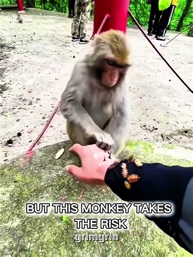 A Monkey's Kind Heart ❤🐵