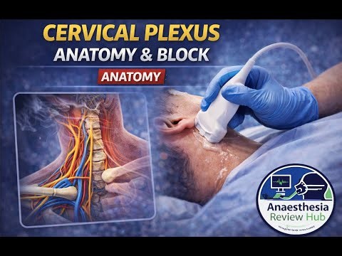 Cervical Plexus Anatomy & Block | Ultrasound-Guided | Anaesthesia Review Hub