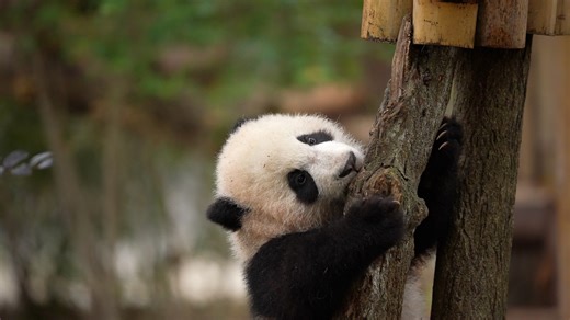 Panda cubs are at a stage where they’re curious about everything around, so they may take a bite of anything they come across. #panda #cutenessoverload #HiPanda #ChengduPandaBase #PandaFun #HowGiantPandasGrowUp For more panda information, please check out: https://en.ipanda.com | iPanda
