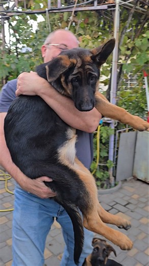 🤣WOW! Chubby and adorable bundle of happiness. Funny German Shepherd puppy doesn't want to be held.