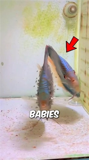 You’ve Never Seen Fish Care For Babies Like This 🐠