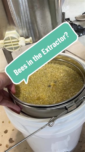 Do Bees Go into the Honey Extractor?
