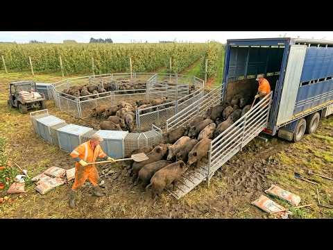 1000 Wild Boars Captured by Farmers Using ONE Bizarre Trick to Protect Farms | Wild Boar Hunting