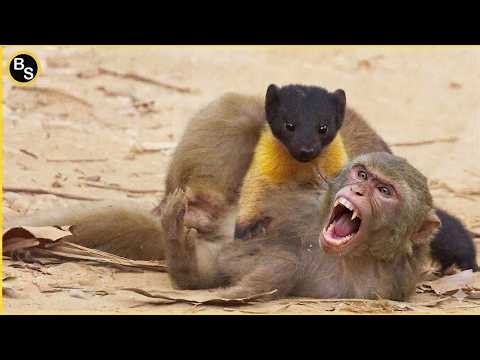 Ferocious Stoats Attacking Their Prey With No Mercy !!