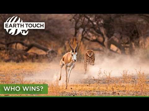 High-speed hunt: Cheetah vs Springbok