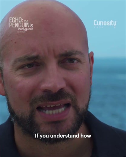 Endangered Emperor Penguins—And the Mystery Behind “ECHO” | Breakthrough