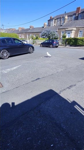 seagull breaking a shell from a height.