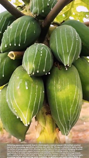 Papaya Sap Extraction: The Natural Source of Powerful Papain Enzyme #relaxing #satisfying #farming