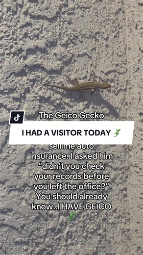 Geico Gecko 🦎 Visit #Geico #Gecko #autoinsurance 😆